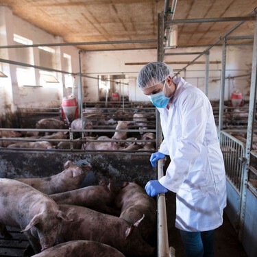 Sanidad confirma un contagio de gripe porcina en un trabajador de una granja de Lleida 