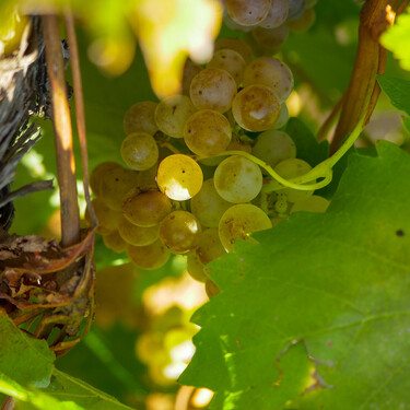 Qué vinos blancos de uva albillo tienes que probar: el resurgir de una variedad difícil, que se ha puesto de moda 