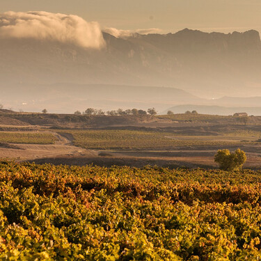 Viñedo Singular: qué significa esta categoría dentro del vino de Rioja y ocho vinos que lo representan a la perfección 