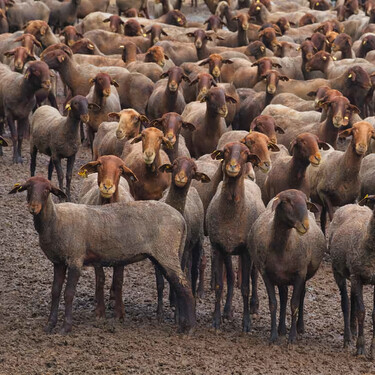 Esta oveja granate es autóctona de Valencia y está en peligro de extinción, aunque su carne es una exquisitez 