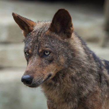 El Gobierno quiere prohibir la caza del lobo, los ganaderos aseguran que los que están en peligro de extinción son ellos: estos son sus argumentos