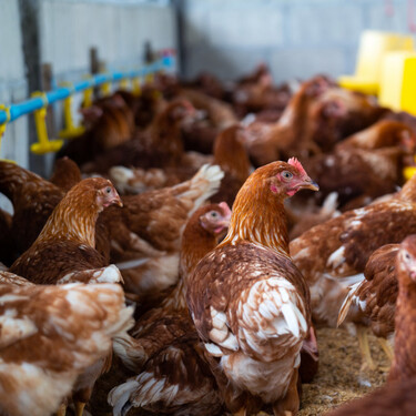 Pollo tres veces más caro: el aviso de los ganaderos si se aprueba la revisión de la normativa de bienestar animal 