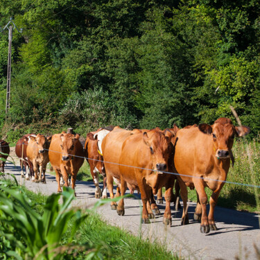 No es el covid de las vacas y no es perjudicial para humanos: así es la enfermedad que afecta al vacuno español  