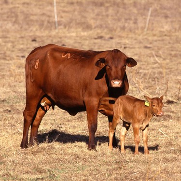 Vacas mutantes para soportar el calor provocado por el cambio climático, la esperanza de los ganaderos