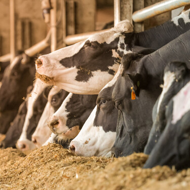 Vacas de Arabia alimentadas con heno de Arizona: el derroche de agua en una región que vive su peor sequía en 1.000 años