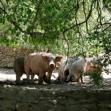 En el hogar del latón de la Fueva: el cerdo que pasa toda su vida en un bosque del Pirineo