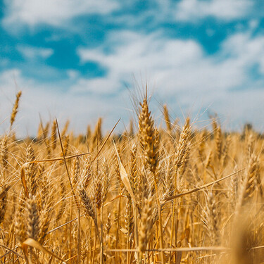 Cómo va afectar la guerra en Ucrania al precio de los alimentos: la energía es primero, pero después va la comida