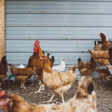 Aumenta el riesgo en España por gripe aviar: Galicia confina gallinas y se extiende la alerta a otras comunidades