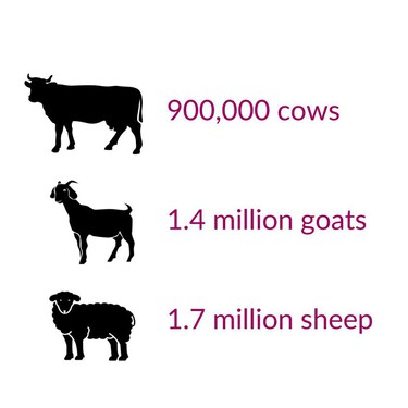 El gráfico que muestra cuántos animales sacrificamos al día en todo el mundo 