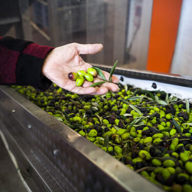 Por qué el aceite de oliva está tan caro y por qué lo va a estar aún más, según uno de los agricultores que más sabe del asunto 