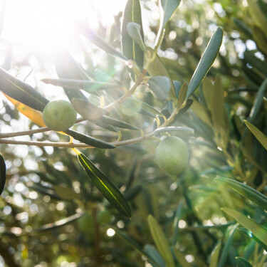 Hay una fecha límite para saber si el precio del aceite de oliva bajará, pero las probabilidades de que lo haga no son altas