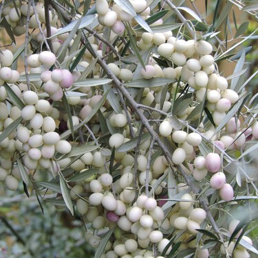 La atávica historia del olivo blanco: el árbol sagrado de la Antigüedad, condenado a la extinción, está resucitando en Calabria