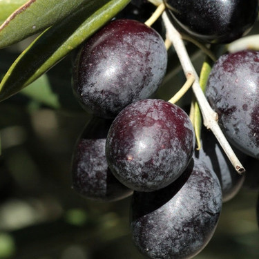 Cinco recetas con aceitunas para un picoteo del finde con sabor mediterráneo