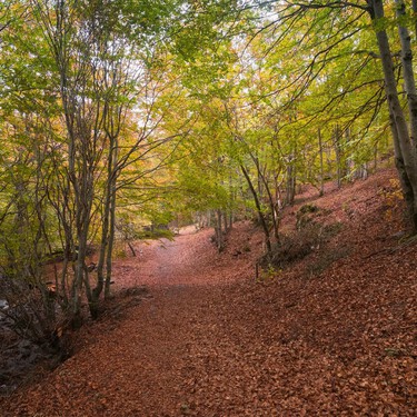 Es el único hayedo del sur de Europa, Patrimonio de la Humanidad  y todo un espectáculo de la naturaleza en otoño