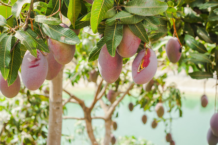 Mangos en el árbol