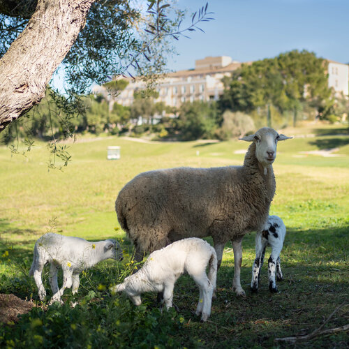 De jardineras, las ovejas: el hotel con campo de golf en el interior de Cádiz donde conviven deporte y trashumancia 